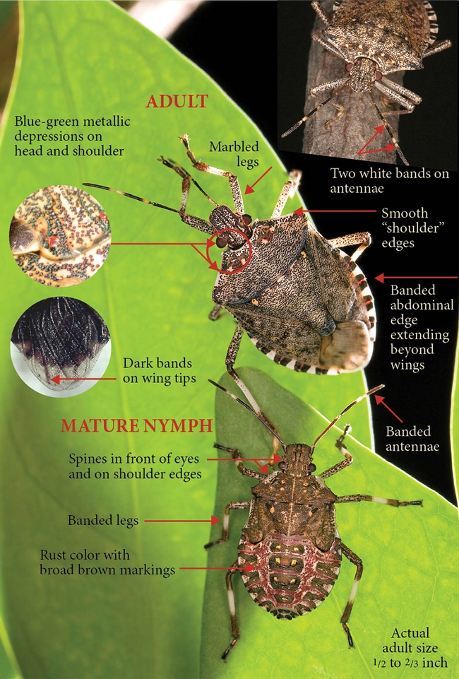 Brown marmorated stink bug (Credit UC IPM, http://ipm.ucanr.edu/pestalert/pabrownmarmorated.html)