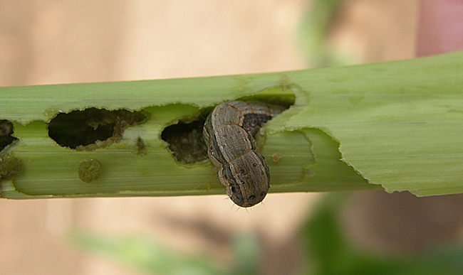 Fall armyworm, Spodoptera frugiperda, is a pest of corn,  sorghum and grasses. This photo was taken in Texas. (Photo by Christian Nansen)