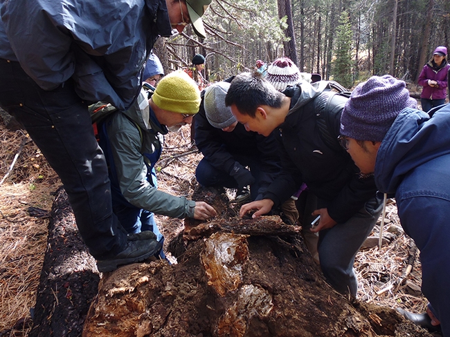 Ant specialist/professor Phil Ward (left)and students explore a fallen tree during the faculty/student retreat. (Photo by Sandy Olkowski)