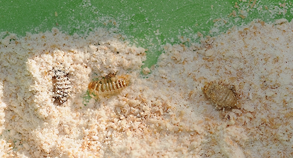 Carpet beetles in whole wheat flour. (Photo by Kathy Keatley Garvey)