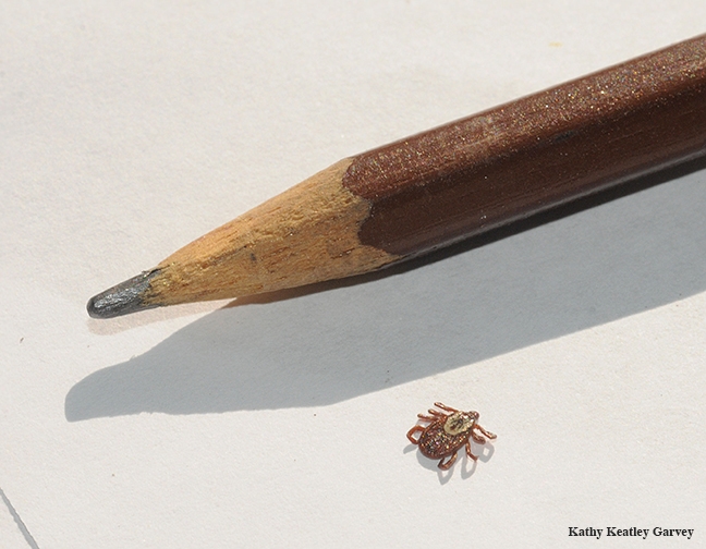 Tick found on a dog; size comparison with pencil. (Photo by Kathy Keatley Garvey)