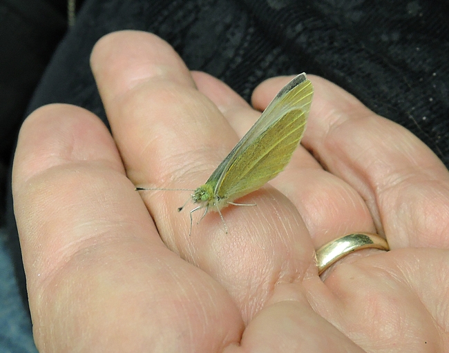 Close-up of the first cabbage white butterfly collected in 2017. (Photo by Kathy Keatley Garvey)