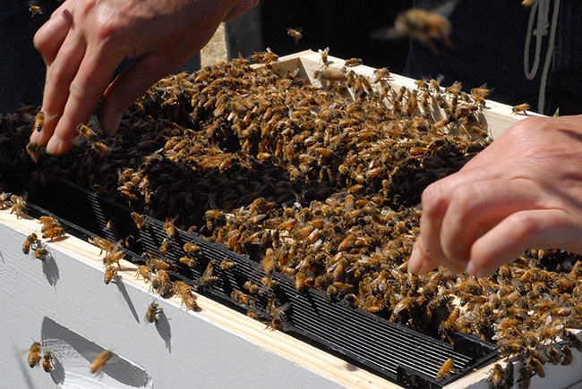 The Western Apicultural Society, founded at UC Davis, will return to its birthright site Sept. 5-8. Here a beekeeper gets ready to lift a frame from a hive. (Photo by Kathy Keatley Garvey)