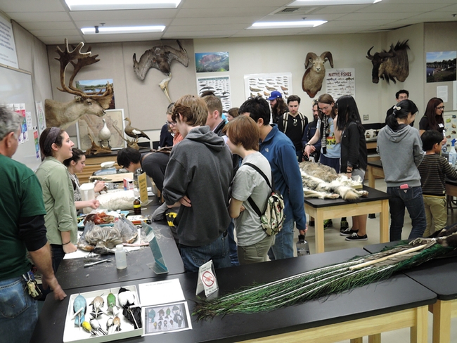 Visitors examine the Museum of Wildlife and Fish Biology displays. (Photo by Kathy Keatley Garvey)