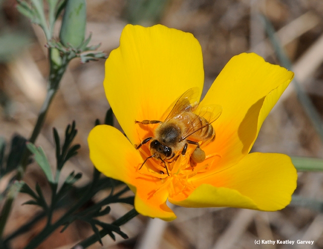 Honey bee on the state flower, the Golden poppy. (Photo by Kathy Keatley Garvey)