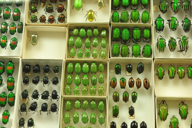 How green are the insect specimens at the Bohart Museum of Entomology. (Photo by Kathy Keatley Garvey)