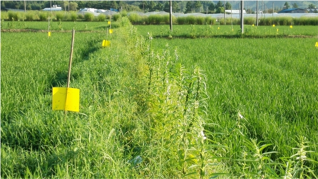 This photo shows sesame and the grass (Leersia sayanuka) planted together along a rice field edge in China. Sesame is important because it provides pollen and nectar for the parasitoids. (Photo courtesy of Zhongxian Lu)