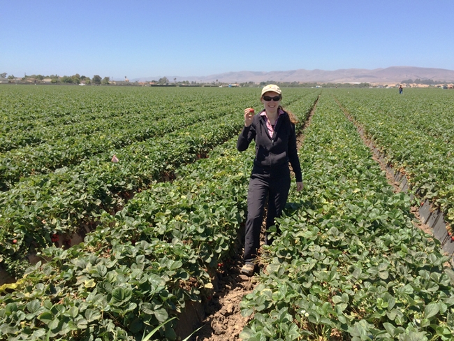 Chemical ecologist Elvira de Lange in strawberry field in Lompoc,  Calif. (Photo by Keshav Singh)