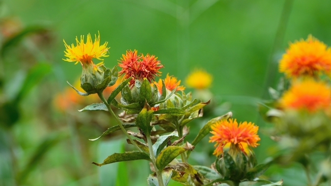 This safflower photo illustrated an article that won a gold award for Steve Elliott of the Western IPM Center.