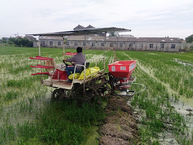Rice farmer applying nitrogen fertilizer to his rice field. This photo was taken in Hangzhou in the Zhejiang Province.(Photo by Christian Nansen)
