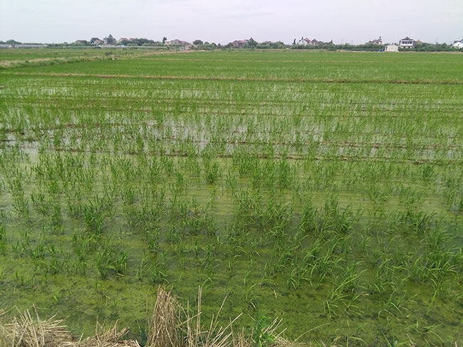 Rice field in Hangzhou in the Zhejiang Province. (Photo by Christian Nansen)