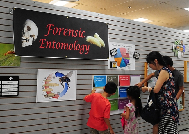 Forensic entomology set the theme of the July 9th open house at the Bohart Museum of Entomology. Members of the North American Forensic Entomology Association (NAFEA)joined in for an outreach activity. (Photos by Kathy Keatley Garvey)