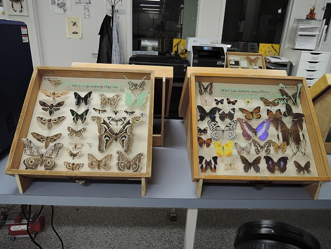 This display of moths and butterflies drew widespread attention at the Bohart Museum of Entomology open house, celebrating Moth Week. (Photo by Kathy Keatley Garvey)