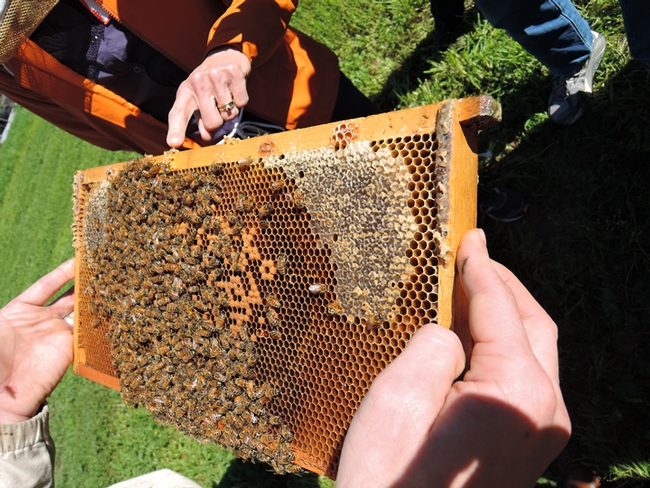 Bee class students check out a frame in the UC Davis apiary. (Photo by Kathy Keatley Garvey)