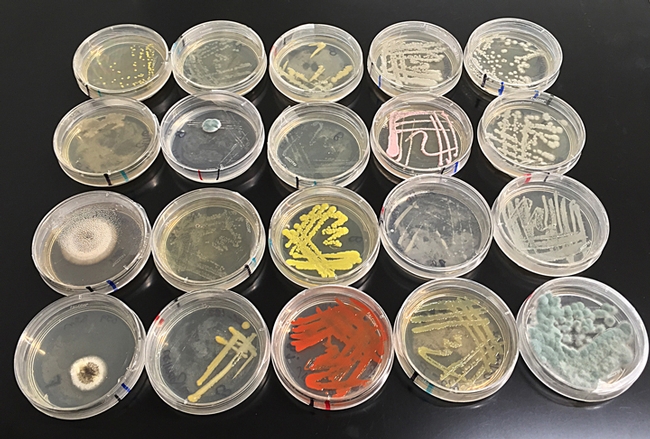 Microbial stains (fungi and bacteria) isolated from floral nectar. (Photo by Rachel Vannette)