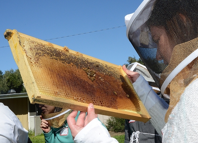 A student in the UC Davis bee course checking a frame. (Photo by Kathy Keatley Garvey)