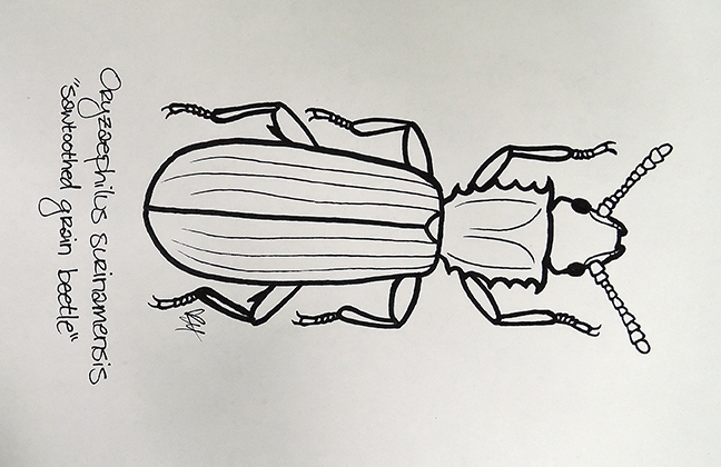 This is a sawtoothed grain beetle, illustrative work of UC Davis student Karissa Merritt.