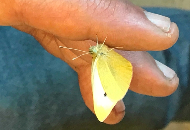 This is the winner of the first butterfly of the year in Art Shapiro's Beer for a Butterfly contest. He collected it in West Sacramento on Jan. 19. (Photo by Sherri Mann of the Department of Evolution and Ecology)