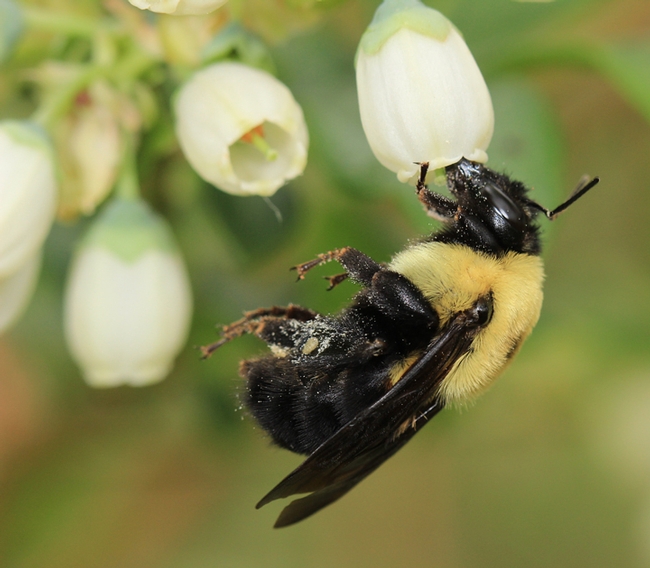 A brown-belted bumble bee, Bombus griseocollis, pollinating a blueberry flower. (Photo courtesy of Rachael Winfree)