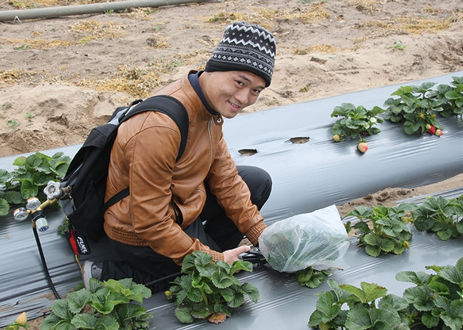 Hoang Danh “Derrick” Nguyen, who is studying for his master's degree in entomology with major professor Christian Nansen, is shown here sampling insects from strawberry plants. (Photo by Christian Nansen)