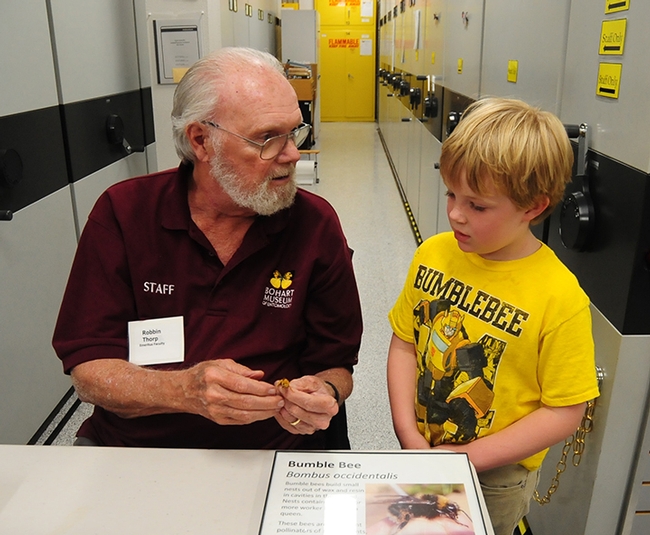 Robbin Thorp, distinguished emeritus professor of entomology at UC Davis, shows a male Valley carpenter bee at the Bohart Museum to 2017 UC Davis Picnic Day visitor Adne Burruss of Irvine. (Photo by Kathy Keatley Garvey)