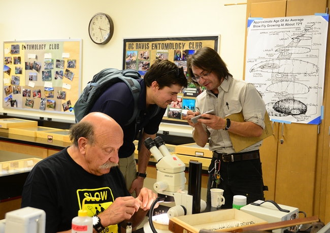 Forensic entomologist Robert Kimsey (foreground) works on his project at his Dr. Death table in 122 Briggs Hall, while doctoral candidate Brendon Boudinot (right) answers a question from a visitor. Kimsey and Boudinot co-chaired the Briggs Hall Picnic Day activities that won the campuswide best exhibit in the 
