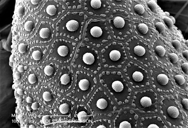 This is a scanning electron micrograph of an Aedes sierrensis egg showing the surface morphology of this California native Aedes species. (Image by Olivia Winokur)