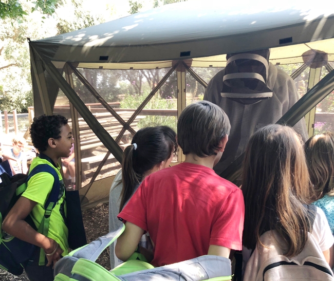 Students crowd around as Marcel Ramos, assistant manager of the Niño lab, opens a hive behind a netted enclosure. (Photo by Kathy Keatley Garvey)