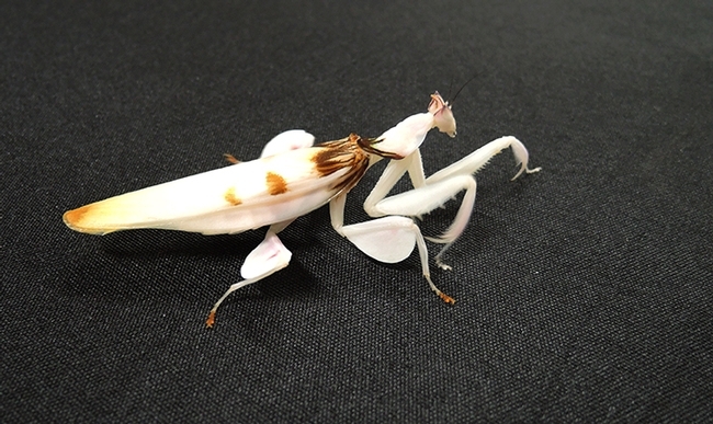 An orchid praying mantis, reared by UC Davis entomology student Lohit Garikipati, who breeds the insects. (Photo by Kathy Keatley Garvey)