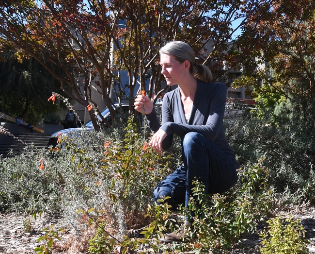 Community ecologist Rachel Vannette, recipient of a Hellman Fellowship grant for her research  on pollinator microbiomes, examines a California fucshia, Epilobium canum, outside Briggs Hall. (Photo by Kathy Keatley Garvey)