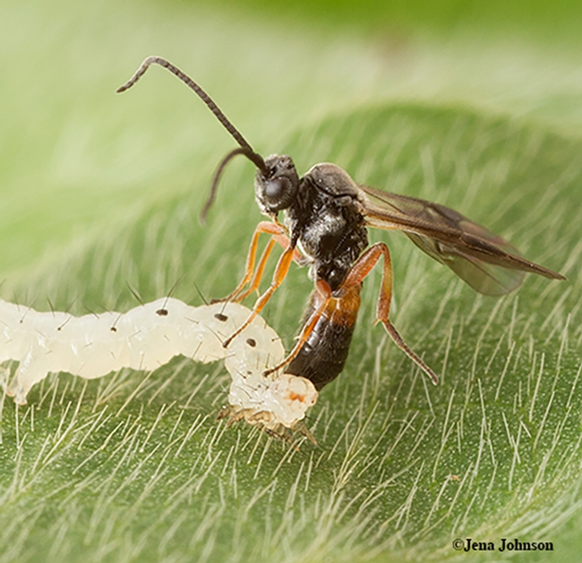 A parasitic wasp, Microplitis demolitor, laying an egg (ovipositing) in larva of soybean looper moth, Chrysodeixis includens. (Photo by Jena Johnson of the Michael Strand lab, University of Georgia)