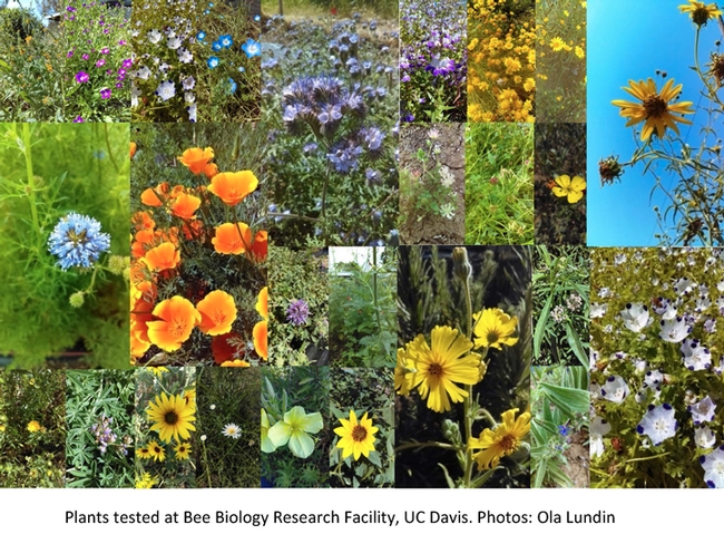 Some of the species planted in the  research project. (Photos by Ola Lundin)