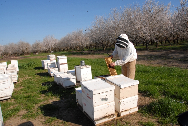 Rob Page maintained a honey bee-breeding program for 24 years, from 1989 to 2015, managed by bee breeder-geneticist Kim Fondrk at the Harry H. Laidlaw Jr. Honey Bee Research Facility. Here Fondrk tends to the bees in a Dixon almond orchard in 2008. (Photo by Kathy Keatley Garvey)