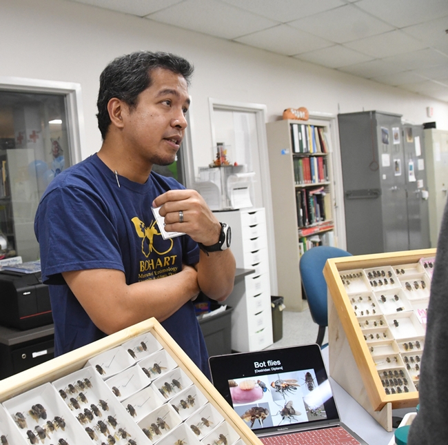 Graduate student Socrates Letana of the Lynn Kimsey lab talks about the botfly specimens from a rhinoceros. Letana is from the Philippines. (Photo by Kathy Keatley Garvey)