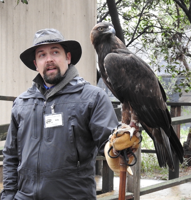 Raptor Center volunteer Billy Thein of Dixon shows a golden eagle named Sullivan at a UC Davis Biodiversity Museum Day. (Photo by Kathy Keatley Garvey)
