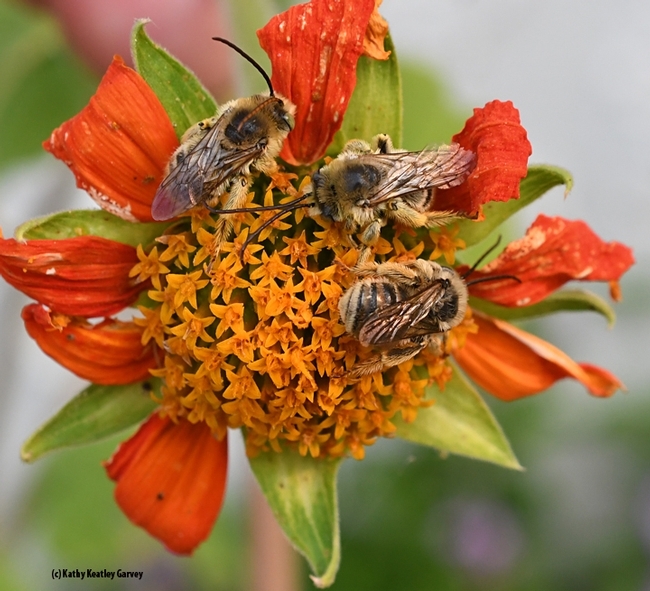 Male longhorned bees, Melissodes, sleeping on a Mexican sunflower (Tithonia). (Photo by Kathy Keatley Garvey)