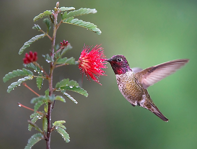 Calypte anna (Anna's hummingbird) nectaring blossoms. (Photo by Scott Logan, Wild Wings Ecology)