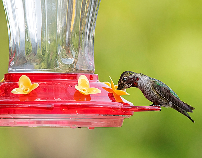 Calypte anna (Anna’s hummingbird) sipping sugar water from feeder. (Photo by Scott Logan, Wild Wings Ecology)