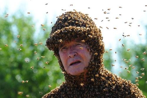 Norman Gary attracting bees. (Photo by Kathy Keatley Garvey)