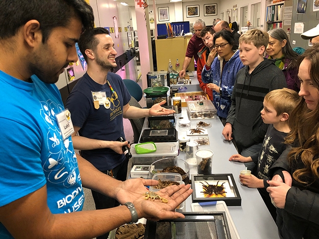 Bohart associate and UC Davis entomology students Lohit Garikipati (foregound) and Wade Spencer show scorpions from Spencer's collection. (Photo by Kathy Keatley Garvey)