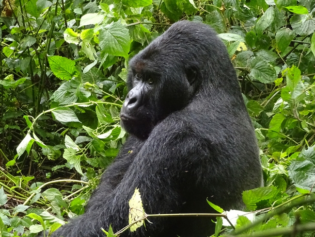 This image of a mountain gorilla (critically endangered species) was taken on a trek in Virunga National Park, Democratic Republic of Congo. (Photo by Patty Carey)