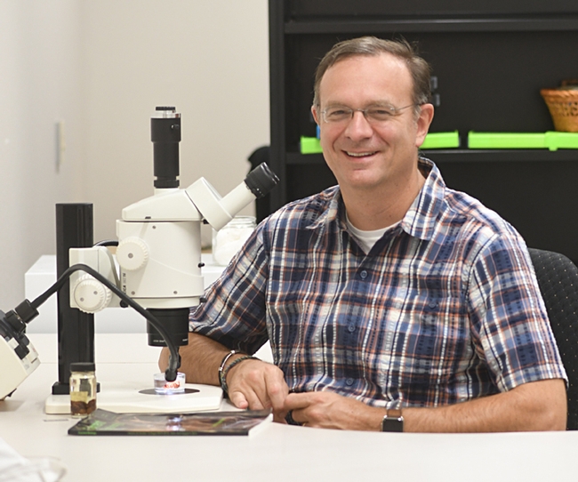 Jason Bond, professor and Schlinger Chair in Insect Systematics, UC Davis Department of Entomology and Nematology, is senior author of a newly published paper on golden orbweavers in the Journal of Systematic Biology. The Bond lab and the Chris Hamilton lab of the University of Idaho provided the anchored hybrid enrichment data and phylogenomic analysis. (Photo by Kathy Keatley Garvey)