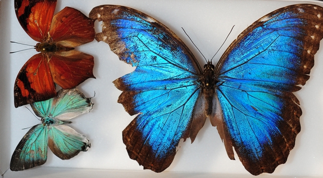 Butterflies from Belize are part of the collection at the Bohart Museum of Entomology. They are (far right) Blue Morpho, Morpho helenor montezuma; (top left), a leaf mimic, Fountainea eurypyle confusa; and blue hairstreak  Pseudolycaena damo, according to  entomologist Jeff Smith, who curates the Lepidoptera section.  (Photo  by Kathy Keatley Garvey)