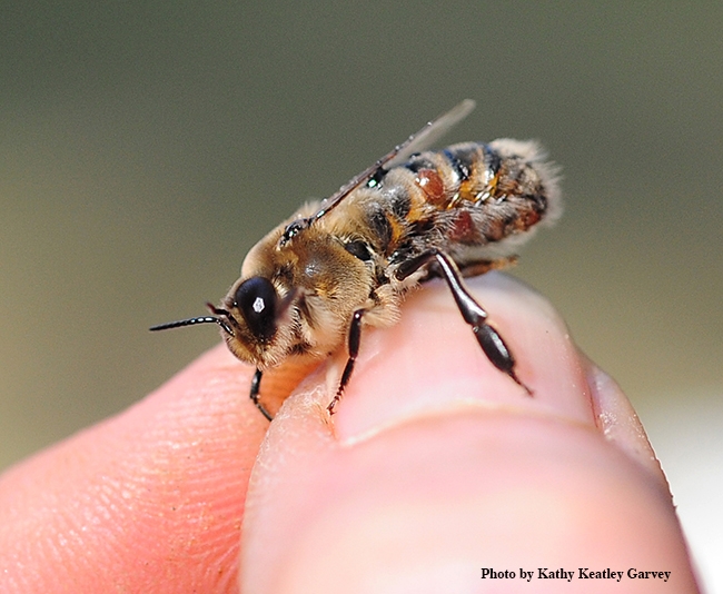 A varroa mite on a drone (male honey bee). (Photo by Kathy Keatley Garvey)