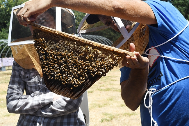 Students examine a frame from a top bar hive. (Photo by Kathy Keatley Garvey)