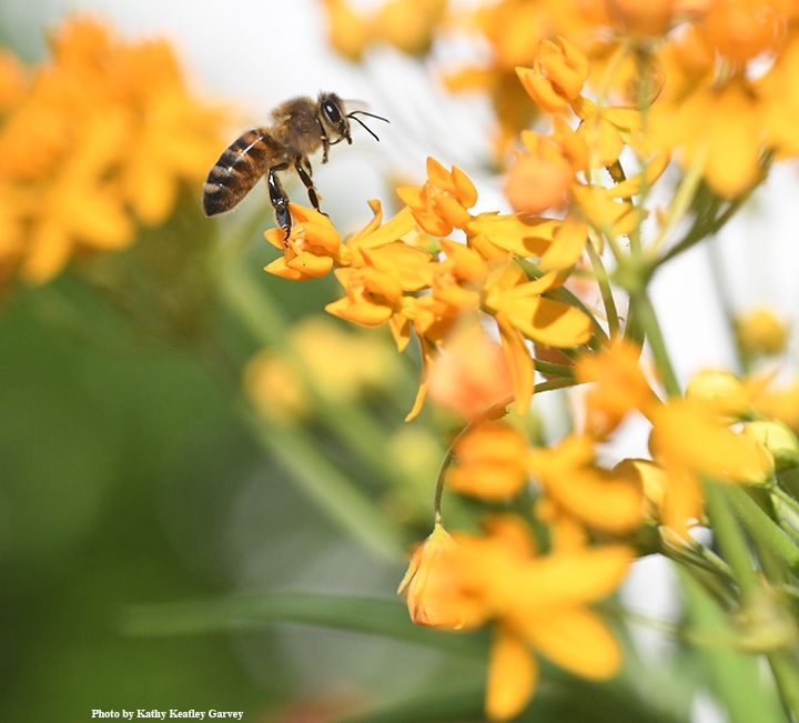 Registration Open For Uc Davis Class On Bee Anatomy Physiology