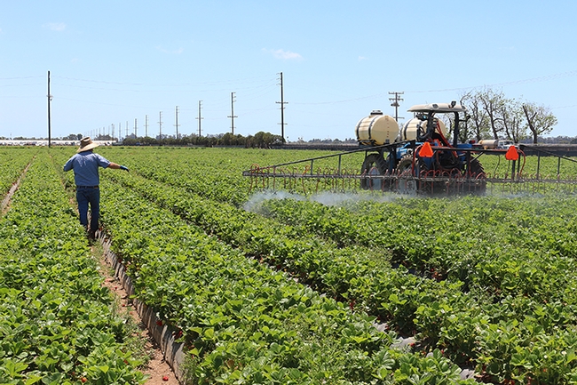 Spraying a strawberry field. (Photo by Kathy Keatley Garvey)
