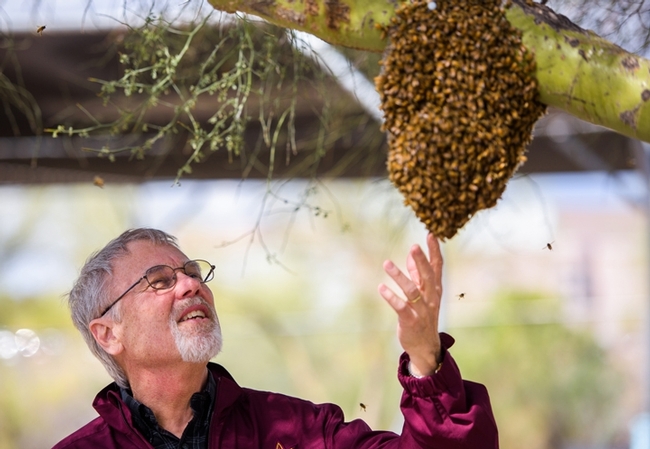 Noted honey bee geneticist checking out a bee swarm at the University of Arizona, Tempe.