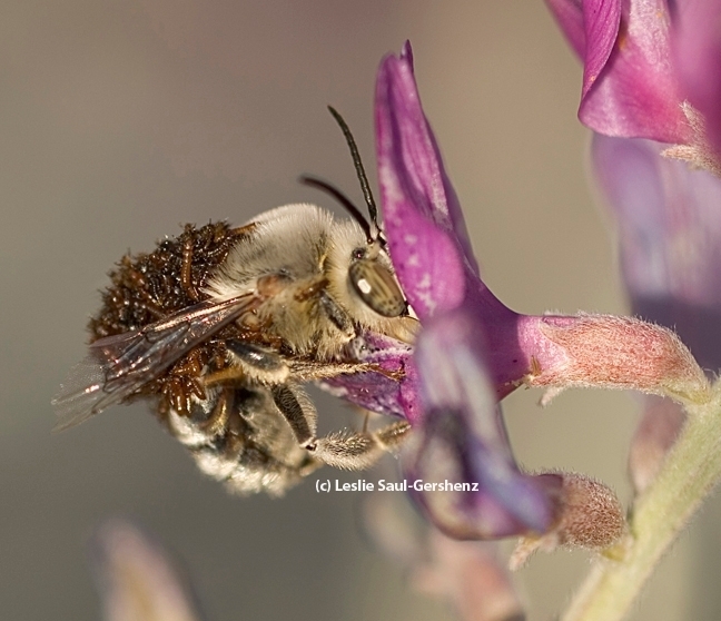 A digger bee, Habropoda pallida, with blister bee larvae. (Photo by Leslie Saul-Gershenz)