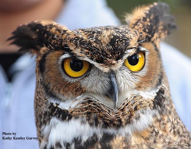 A great horned owl at the Raptor Center during UC Davis Biodiversity Museum Day. (Photo by Kathy Keatley Garvey)